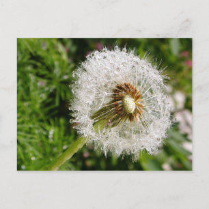 Fluffy dandelion MS JOH 2011 Postcard