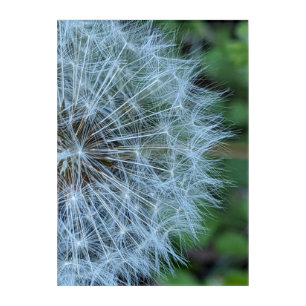 Fluffy Dandelion Seed Head Photo Acrylic Print
