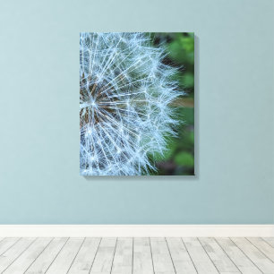 Fluffy Dandelion Seed Head Photo Canvas Print