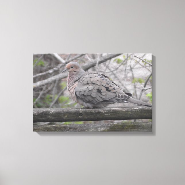 Fluffy Dove Nature Photography  Canvas Print (Front)