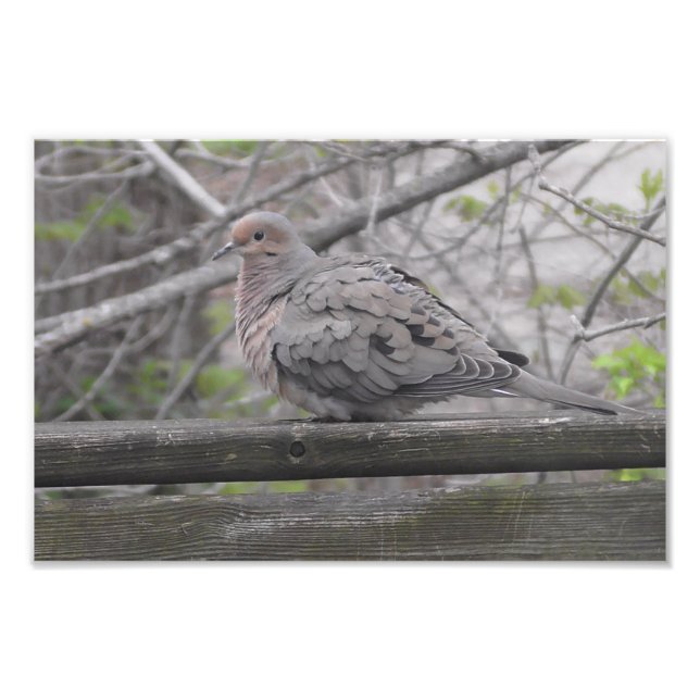 Fluffy Dove Nature Photography Photo Print (Front)