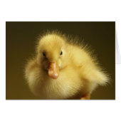 Fluffy Duckling Cards (Front Horizontal)