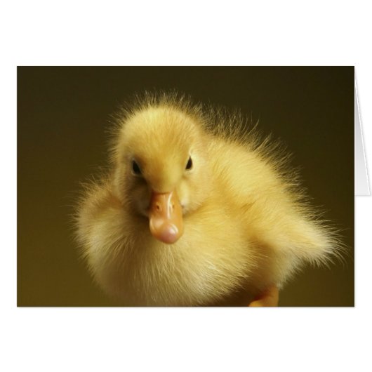 Fluffy Duckling Cards (Front Horizontal)