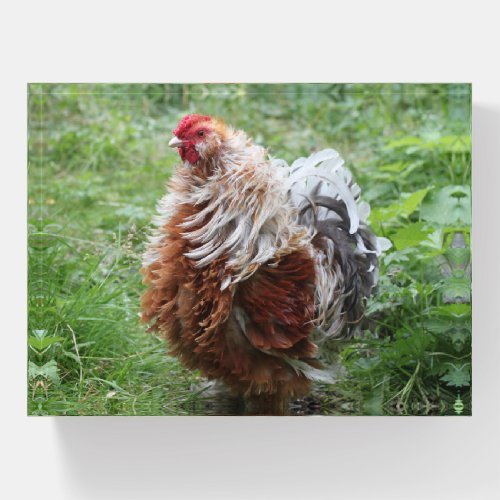 Fluffy Frizzled Sizzle Chicken Paperweight