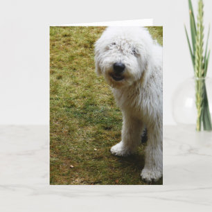 Fluffy Frizzy Bad Hair Day Dog Card