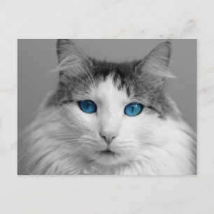 Fluffy Gray and White Blue-Eyed Cat Postcard