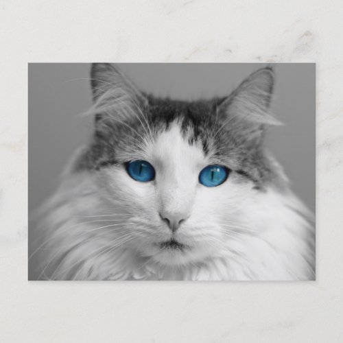 Fluffy Gray and White Blue_Eyed Cat Postcard