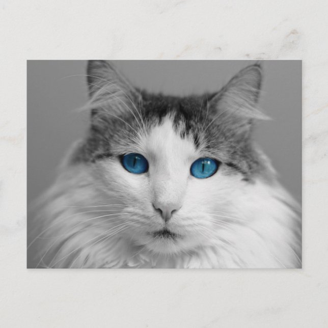 Fluffy Gray and White Blue-Eyed Cat Postcard (Front)