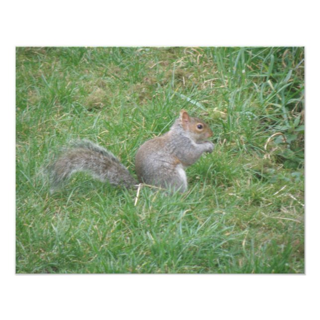 Fluffy Gray Squirrel Photo Print (Front)