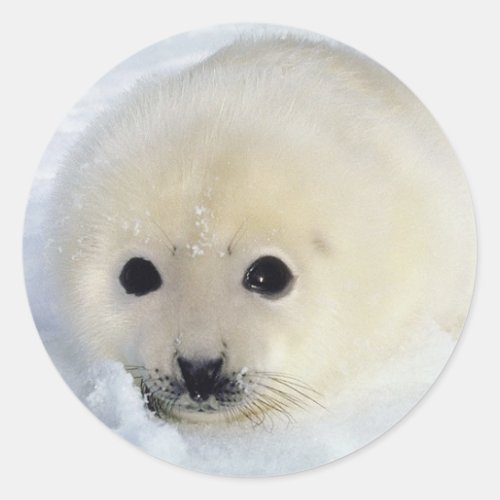 Fluffy Harp Seal Pup