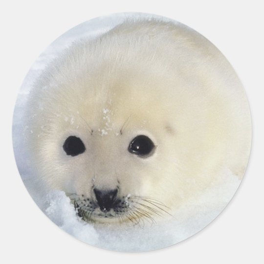 fluffy seal toy