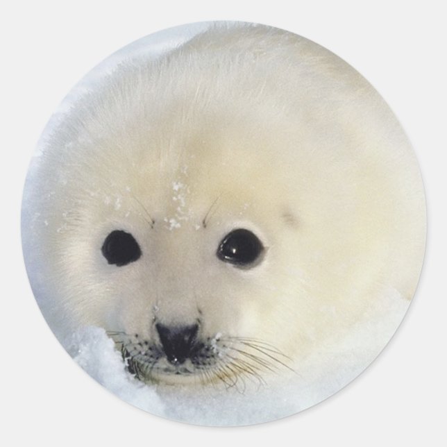 Fluffy Harp Seal Pup (Front)