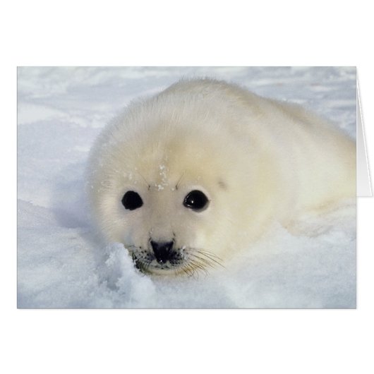 Fluffy Harp Seal Pup Cards (Front Horizontal)