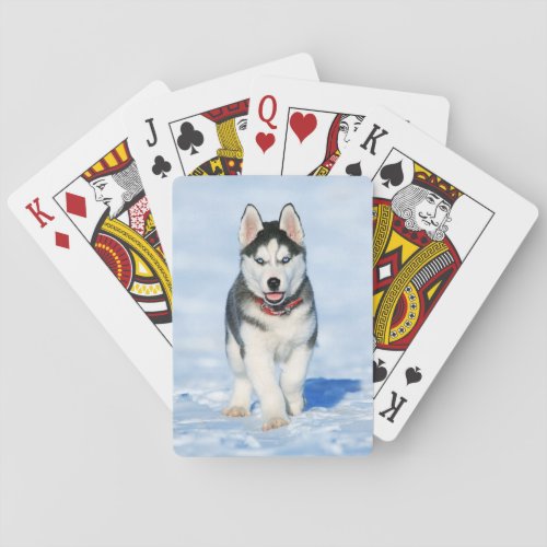 Fluffy Husky Puppy running in the snow Poker Cards