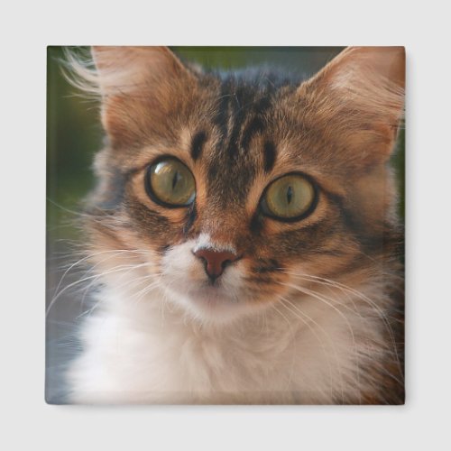 Fluffy Kitten with Green Eyes Photo Magnet