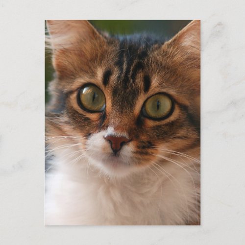 Fluffy Kitten with Green Eyes Photo Postcard