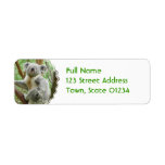 Fluffy Koala  Mailing Labels