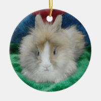 gray lionhead rabbits