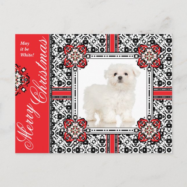 Fluffy Little Dog Wishes You a White Christmas Holiday Postcard (Front)