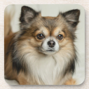 Fluffy Long Haired Chihuahua Puppy Dog Beverage Coaster