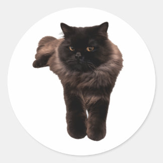 Fluffy Longhair Black Cat Sticker - My Cat. HAKU