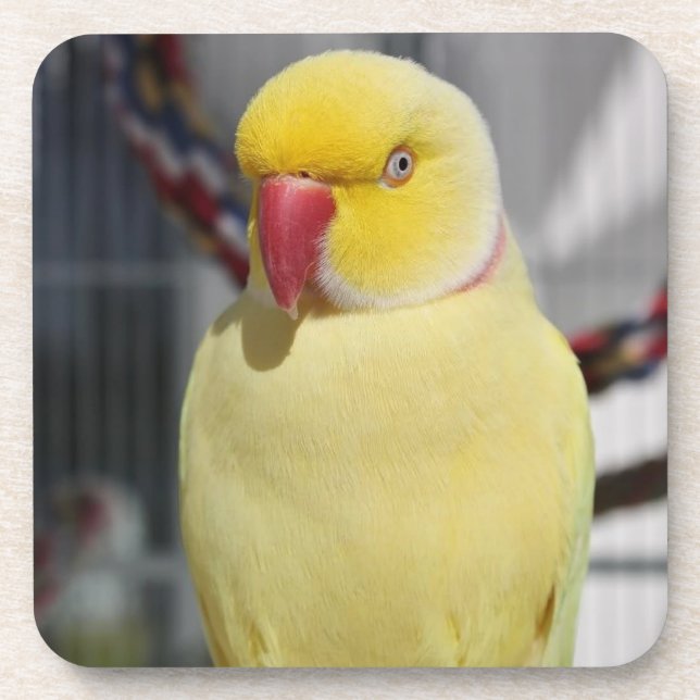 Fluffy Lutino Indian Ringneck Parakeet Drink Coaster (Front)