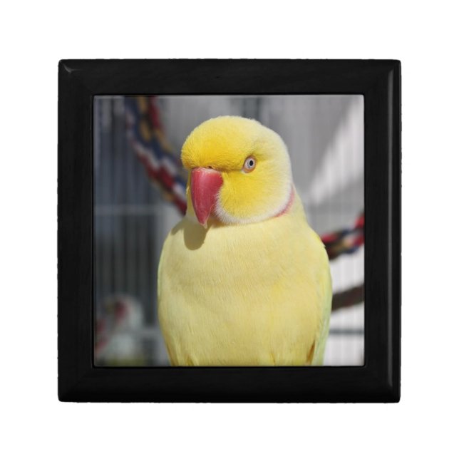 Fluffy Lutino Indian Ringneck Parakeet Gift Box (Front)