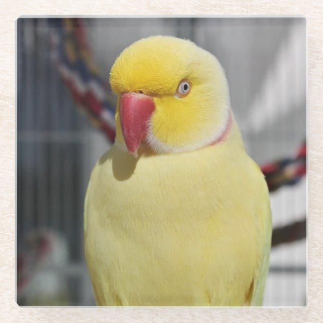 Fluffy Lutino Indian Ringneck Parakeet Glass Coaster (Front)
