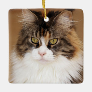 Fluffy Maine Coon Cat Ceramic Ornament