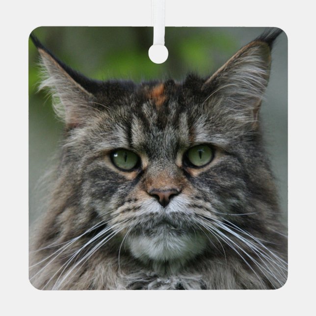 Fluffy Maine Coon Cat Metal Ornament (Back)