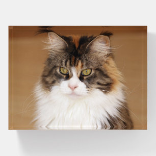 Fluffy Maine Coon Cat Paperweight