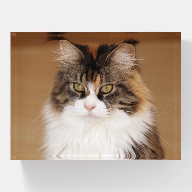 Fluffy Maine Coon Cat Paperweight (Front)