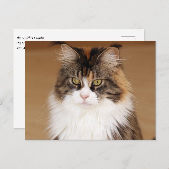 Fluffy Maine Coon Cat Postcard (Front/Back)
