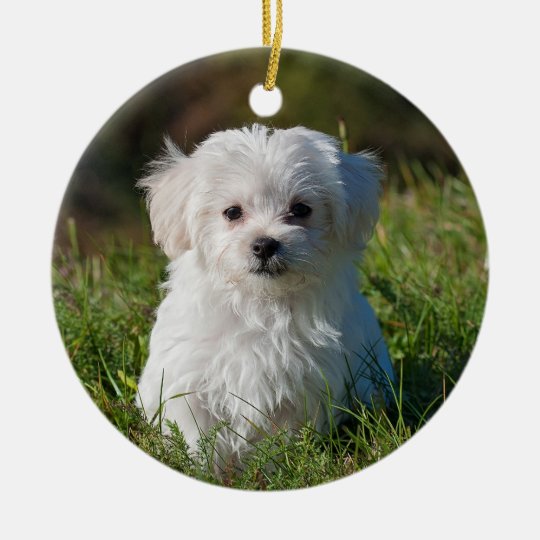 Fluffy Maltese Puppy Dog Ceramic Ornament | Zazzle.com