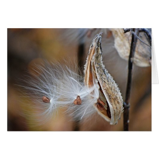 fluffy milkweed seedling cards (Front Horizontal)