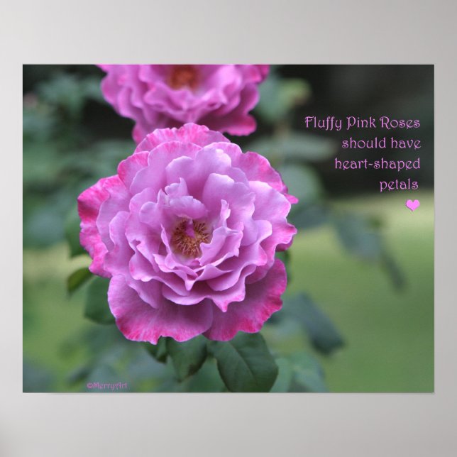Fluffy Pink Roses Poster: ROSE & PROSE 20x16 Poster (Front)