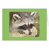 fluffy raccoon (Front Horizontal)