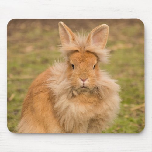 Fluffy Red Lionhead Bunny Rabbit Mouse Pad
