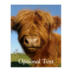 Fluffy Scottish Highland Cow - Blue Sky Acrylic Print