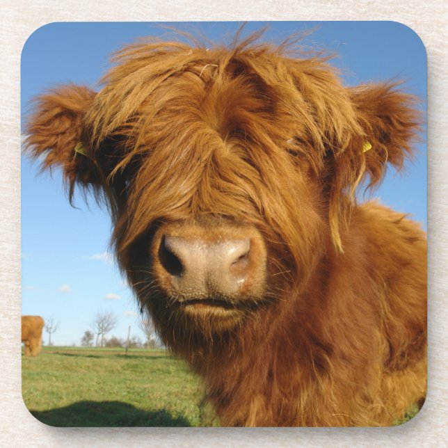 Fluffy Scottish Highland Cow - Blue Sky Beverage Coaster (Front)