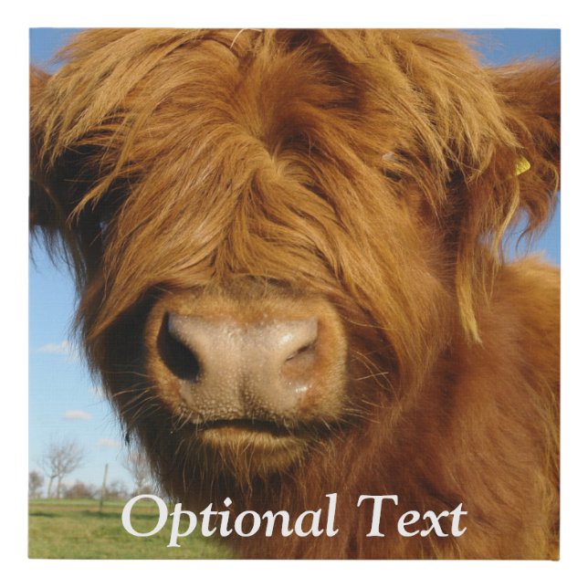 Fluffy Scottish Highland Cow - Blue Sky Faux Canvas Print (Front)