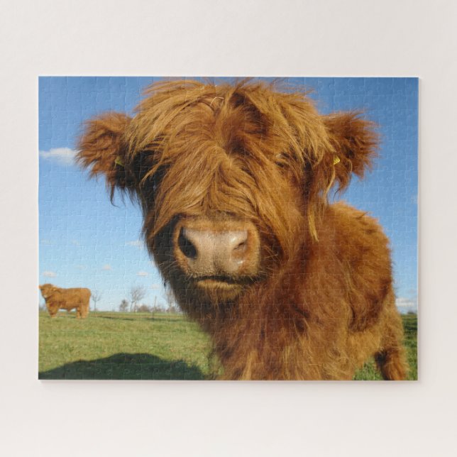 Fluffy Scottish Highland Cow - Blue Sky Jigsaw Puzzle (Horizontal)