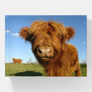 Fluffy Scottish Highland Cow - Blue Sky Paperweight