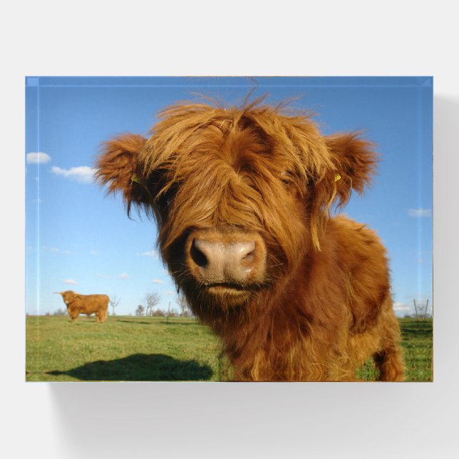 Fluffy Scottish Highland Cow - Blue Sky Paperweight (Front)