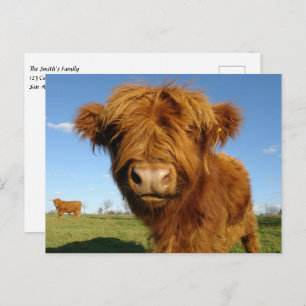 Fluffy Scottish Highland Cow - Blue Sky Postcard
