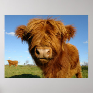 Fluffy Scottish Highland Cow - Blue Sky Poster