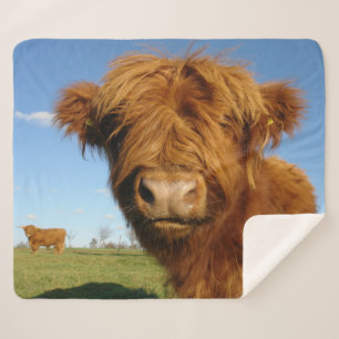 Fluffy Scottish Highland Cow - Blue Sky Sherpa Blanket