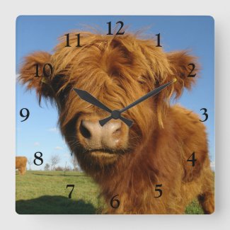 Fluffy Scottish Highland Cow - Blue Sky