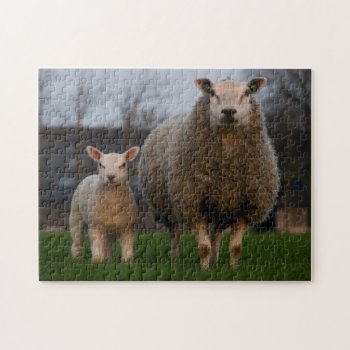 Fluffy Sheep And Lamb Photo Jigsaw Puzzle by RiverJude at Zazzle