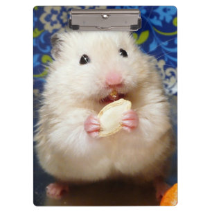 Fluffy Syrian Hamster Kokolinka Clipboard